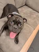 Jane, a female Olde English Bulldogge for sale in Minneapolis, MN – 4 of 7