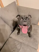 Jane, a female Olde English Bulldogge for sale in Minneapolis, MN – 2 of 7