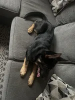 Barkley , a male German Shepherd Dog for sale in North Tonawanda, NY – Photo 4 of 4