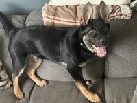 Barkley , a male German Shepherd Dog for sale in North Tonawanda, NY – Photo 2 of 4