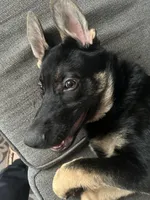 Barkley , a male German Shepherd Dog for sale in North Tonawanda, NY – Photo 1 of 4