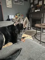 Barkley , a male German Shepherd Dog for sale in North Tonawanda, NY – Photo 3 of 4