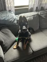 Barkley , a male German Shepherd Dog for sale in North Tonawanda, NY – Photo 3 of 3