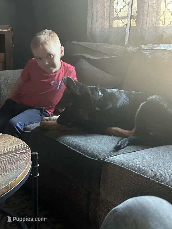 Barkley  – German Shepherd Dog puppy for sale in North Tonawanda, NY