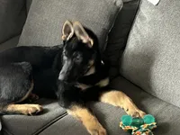 Barkley , a male German Shepherd Dog for sale in North Tonawanda, NY – Photo 2 of 3