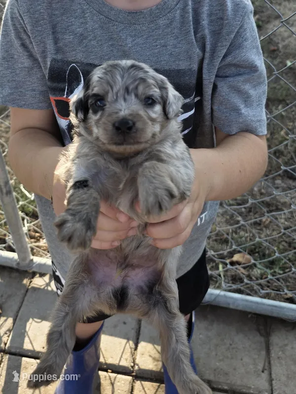 Scar, a female Poodle - Toy  and Miniature Aussiedoodle for sale in Lockwood, MO – Photo 1 of 2