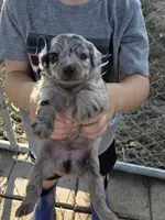 Scar, a female Poodle - Toy  and Miniature Aussiedoodle for sale in Lockwood, MO – Photo 1 of 2