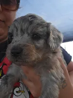 Scar, a female Poodle - Toy  and Miniature Aussiedoodle for sale in Lockwood, MO – Photo 2 of 2
