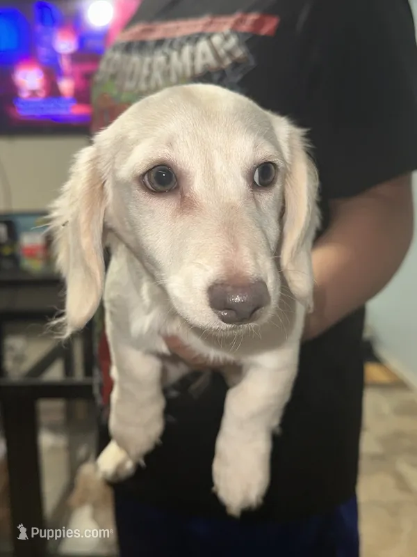 White&brown – Dachshund puppy for sale in Cheyenne, WY