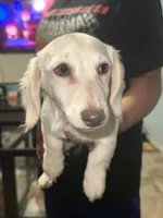 White&brown, a female Dachshund for sale in Cheyenne, WY – 1 of 1