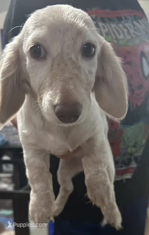 White&brown – Dachshund puppy for sale in Cheyenne, WY