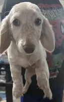 White&brown, a female Dachshund for sale in Cheyenne, WY – 1 of 1