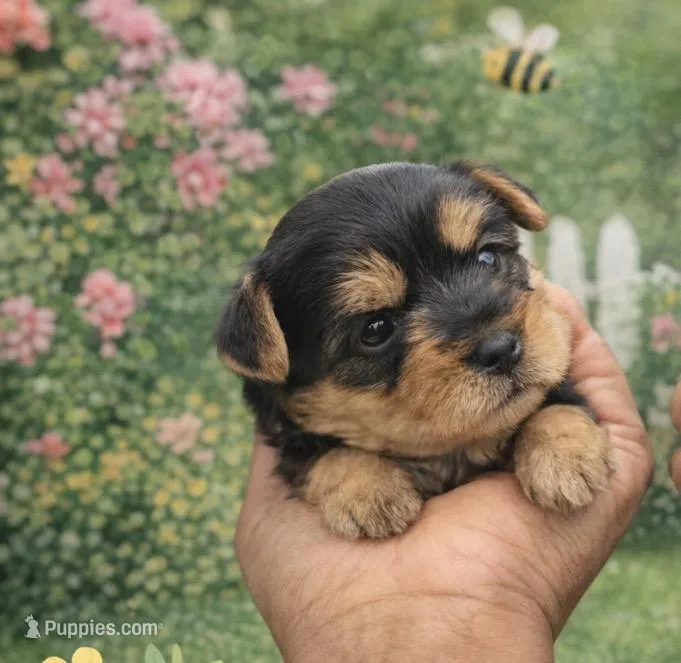 Chanel  – Yorkipoo puppy for sale in Sandersville, GA