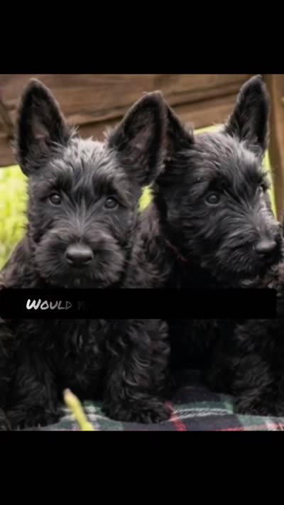 Luther, a male Scottish Terrier for sale in Douglasville, GA – 4 of 4