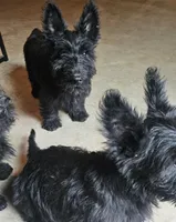 Bam Bam, a male Scottish Terrier for sale in Douglasville, GA – 2 of 5