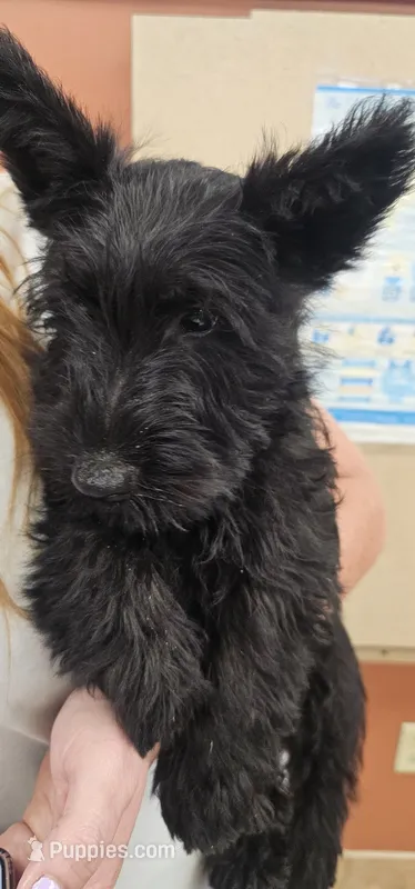 Bowser  – Scottish Terrier puppy for sale in Douglasville, GA