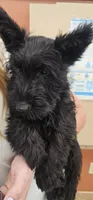 Luther, a male Scottish Terrier for sale in Douglasville, GA – 3 of 4