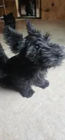Bam Bam, a male Scottish Terrier for sale in Douglasville, GA – 3 of 5