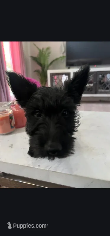 Bam Bam – Scottish Terrier puppy for sale in Douglasville, GA