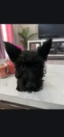 Bam Bam, a male Scottish Terrier for sale in Douglasville, GA – 1 of 5