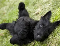 Bam Bam, a male Scottish Terrier for sale in Douglasville, GA – 5 of 5