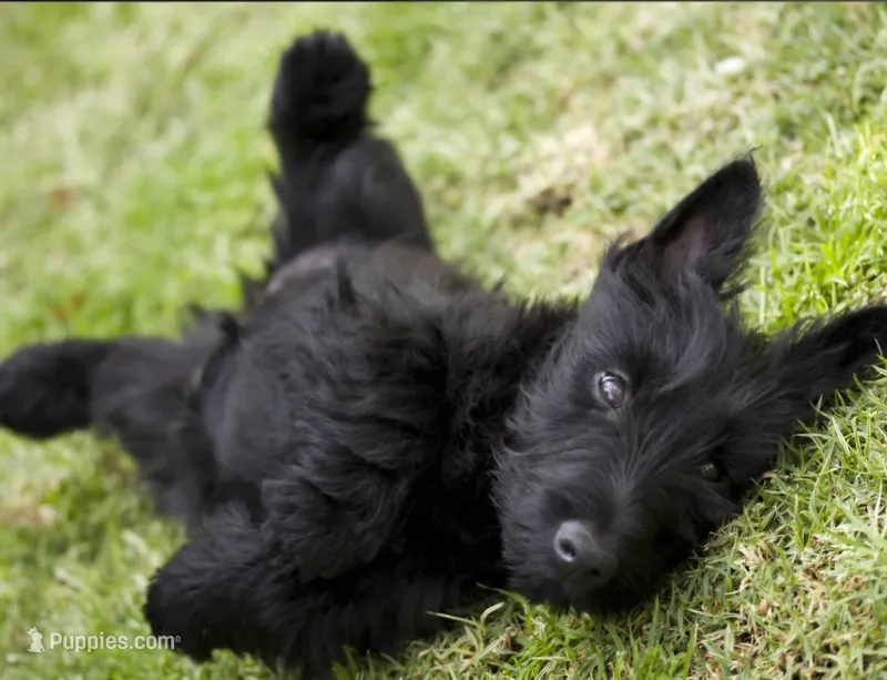 Luther – Scottish Terrier puppy for sale in Douglasville, GA