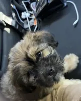 Poodie, a female Shih Tzu and Yorkshire Terrier for sale in Edmond, OK – Photo 2 of 5