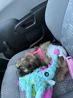 Poodie, a female Shih Tzu and Yorkshire Terrier for sale in Edmond, OK – Photo 5 of 5