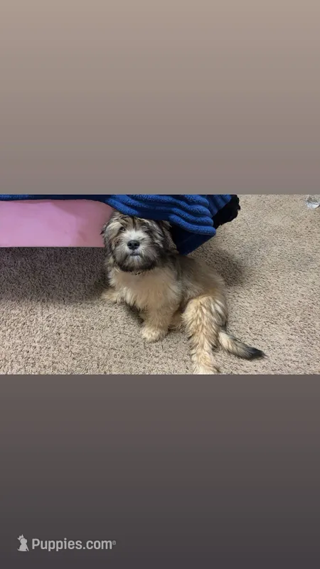 Poodie – Shih Tzu, Yorkshire Terrier puppy for sale in Edmond, OK