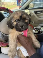 Poodie, a female Shih Tzu and Yorkshire Terrier for sale in Edmond, OK – Photo 4 of 5