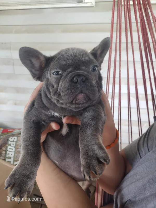 Blue – French Bulldog puppy for sale in Dickson, TN