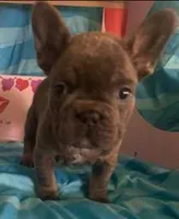 Blue, a male French Bulldog for sale in Dickson, TN – Photo 3 of 6