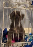 Blue, a male French Bulldog for sale in Dickson, TN – Photo 6 of 6