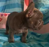 Blue, a male French Bulldog for sale in Dickson, TN – Photo 2 of 6