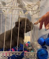 Blue, a male French Bulldog for sale in Dickson, TN – Photo 5 of 6