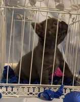 Blue, a male French Bulldog for sale in Dickson, TN – Photo 4 of 6