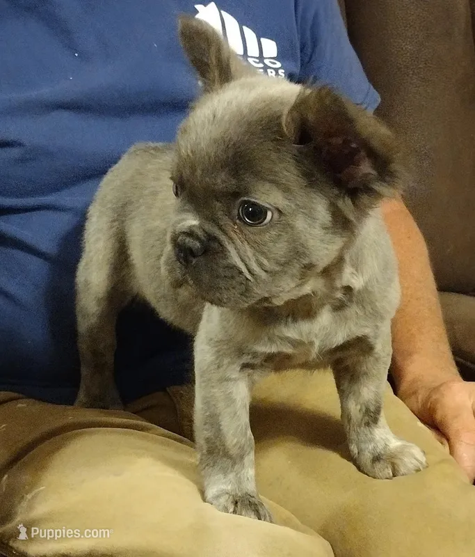 Stitch – French Bulldog puppy for sale in Dickson, TN