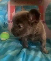 Stitch, a male French Bulldog for sale in Dickson, TN – Photo 3 of 6