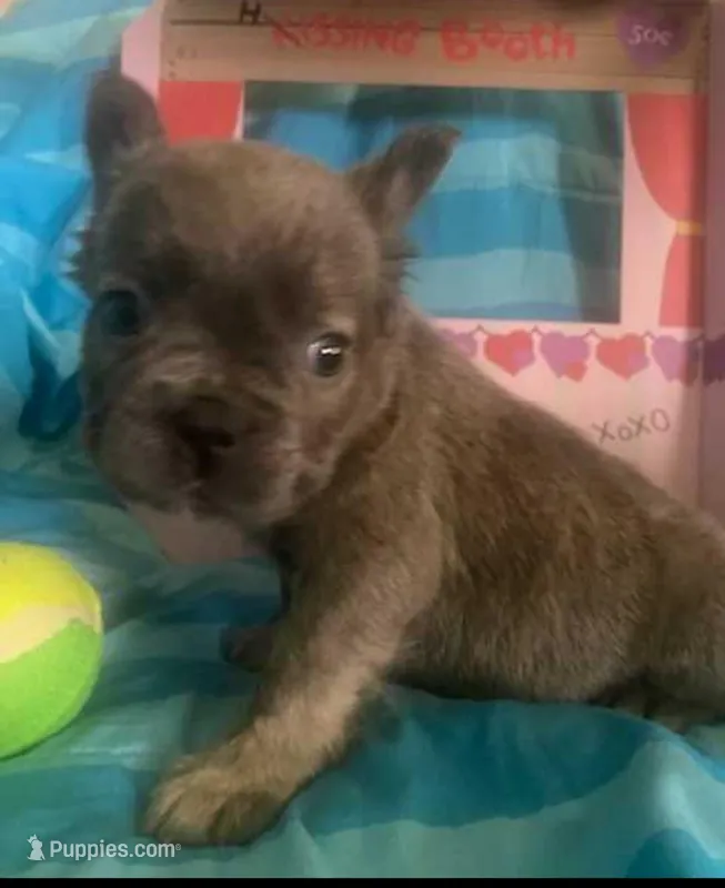 Stitch – French Bulldog puppy for sale in Dickson, TN