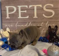 Stitch, a male French Bulldog for sale in Dickson, TN – Photo 4 of 6