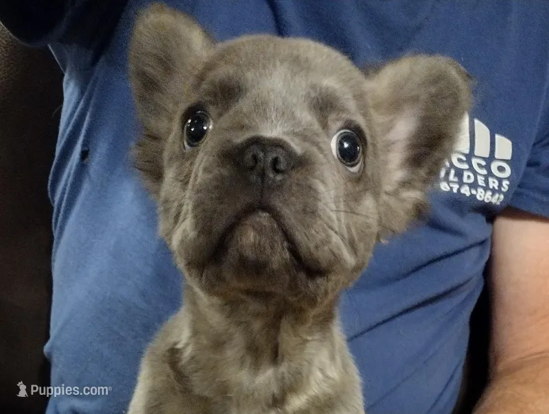 Stitch – French Bulldog puppy for sale in Dickson, TN