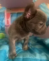 Stitch, a male French Bulldog for sale in Dickson, TN – Photo 2 of 6