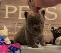 Stitch, a male French Bulldog for sale in Dickson, TN – Photo 6 of 6