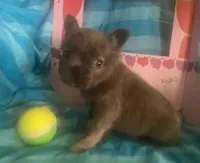 Stitch, a male French Bulldog for sale in Dickson, TN – Photo 5 of 6