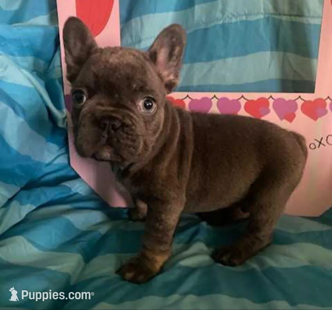 Blue – French Bulldog puppy for sale in Dickson, TN