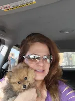 Snowball, a male Pomeranian for sale in Sterling, CO – Photo 2 of 5