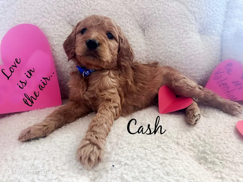 Cash