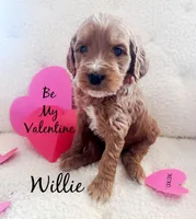 Willie Nelson, a male Goldendoodle for sale in Florence, AL – Photo 4 of 4