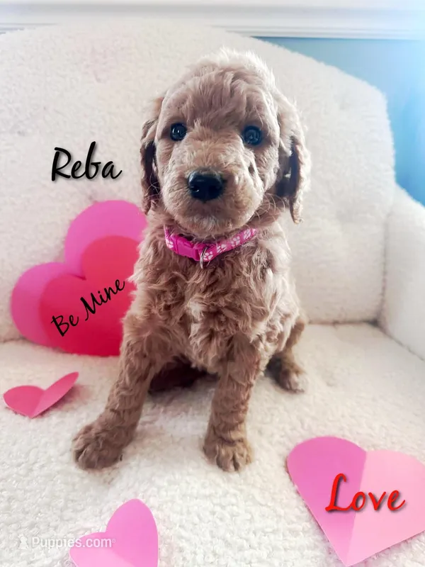 Reba
