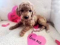 June, a female Goldendoodle for sale in Florence, AL – Photo 1 of 3